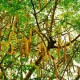 Moringa oleifera – Baum der Unsterblichkeit