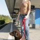 Mit Bello unterwegs: Kleines 1×1 für fahrtüchtige Hunde
