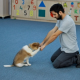 Welche Hundeschule ist die richtige?