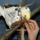 Schreckmauser: Gestresste Vögel lassen Federn