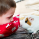 Abenteuerspielplatz für Meerschweinchen und Zwergkaninchen