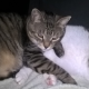 Leidet Ihre Katze unter Schmerzen? Diese fünf Warnsignale weisen darauf hin