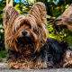 Hund anschaffen – doch welchen?