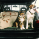 „Ready for take off!“: Fliegen mit Hund