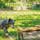 Wölfe führen, Hunde folgen – und beide kooperieren mit dem Menschen