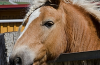 Stammzelltherapie bei Pferden auf neuen Wegen