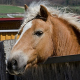 Stammzelltherapie bei Pferden auf neuen Wegen