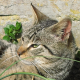 Katzenohren: Flauschiges Wunderwerk mit Pflegebedarf