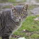 Skurriles aus der Tierwelt: Animalische Flitzer