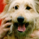 Zahnhygiene beim Hund: Kaustreifen, Kauknochen, Zähneputzen