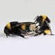 Bienengesundheit: Risikoabschätzungen von Chemikalien für die Umwelt sind ungenügend