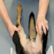 Hüftprobleme bei Hunden: Sichere Früherkennung