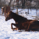 Wintertipps für Pferdehalter