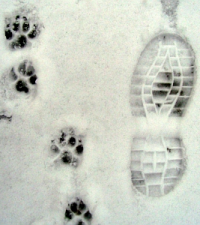 Tipps für Hundespaziergänge bei Schnee, Eis, Matsch und Regen