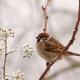 Hilfe für Vögel im Winter: Tipps zur tiergerechten Fütterung