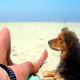 4 Orte, an denen Sie Ihr Haustier mit in den Urlaub nehmen können