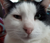 Ist Ihre Katze älter als 7 Jahre? So finden Sie die richtige Versicherung!