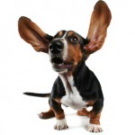 flapping ears