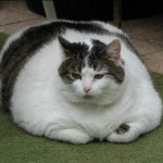Katze dick