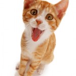 Katzen iStock_000007039421XSmall