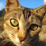 Sehsinn von Katzen