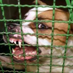 Kampfhund hinter Gitter
