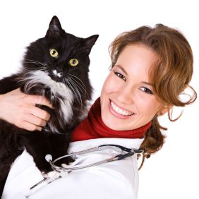 ONLINE DOC mit Katze / © Sean Locke - iStockphoto