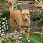Der Tastsinn des Hundes