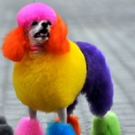 Hundelliebe in China