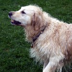 Retriever