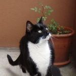 Silvia´s Katze