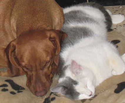 Hund und Katze im Glück