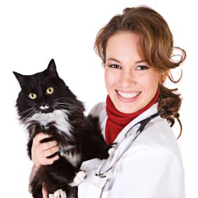 Online Doc mit Katze
