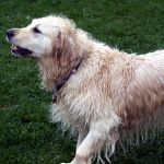 Hundekrankheit Diabetes