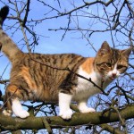 Katze auf Baum