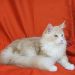 Juvenile Maine Coon (c) Mueller-rech.muenchen