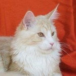 Juvenile Maine Coon (c) Mueller-rech.muenchen