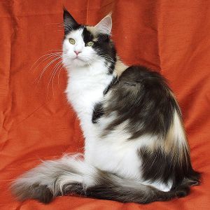 Maine Coon female (c) Mueller-rech.muenchen
