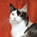 weibliche Main Coon © Mueller-rech.muenchen