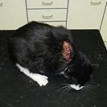Angeschossene Katze "Micky" - Foto: Vier Pfoten