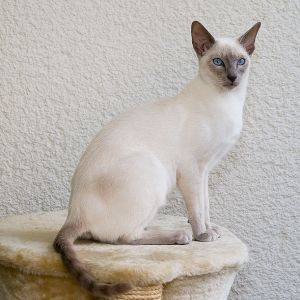 Siamkatze - Foto: Karin Langner-Bahmann
