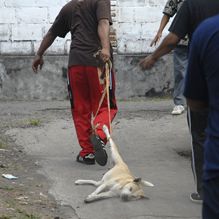 Hund getötet mit Strychnin - © WSPA
