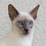 Siamkatze - Foto: Karin Langner-Bahmann