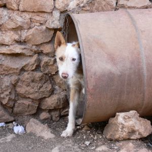 Auch Tiere brauchen einen Anwalt - Volksabstimmung Tierschutzanwalt Schweiz