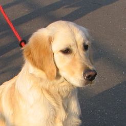 Symbolfoto (Golden Retriever) / © Nathalie P - fotolia.com