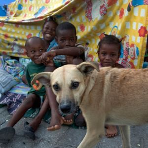 Haiti-Erdbeben-Katastrophe: Tieren zu helfen hilft Menschen / © WSPA