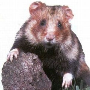 Hamster