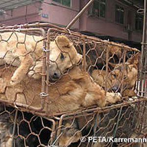 Tierleid in China / Foto: PETA - Karremann