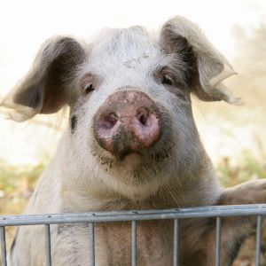 Schwein - Pig