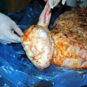 Schaf mit Menschengesicht - sheep with human face